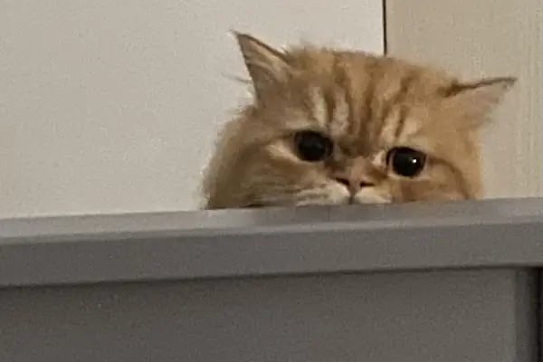 Petlife Veteriner Kliniği - Resim 13
