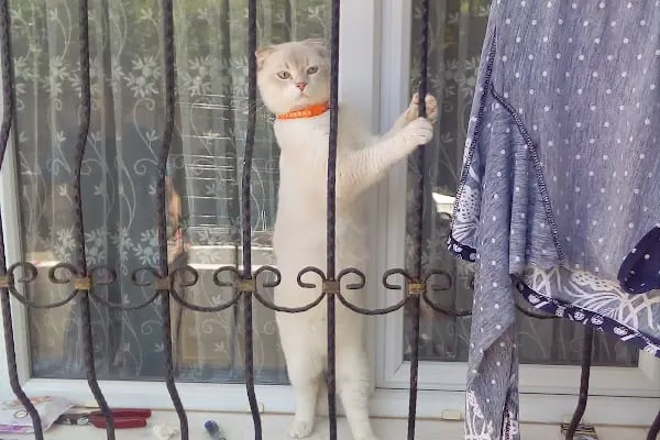 Petlife Veteriner Kliniği - Resim 20
