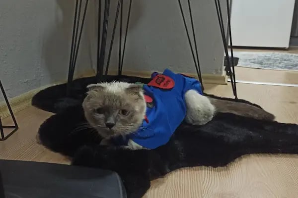 Petlife Veteriner Kliniği - Resim 19