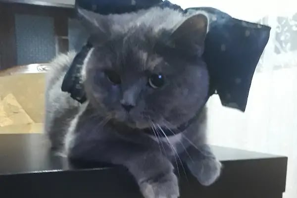 Petlife Veteriner Kliniği - Resim 11