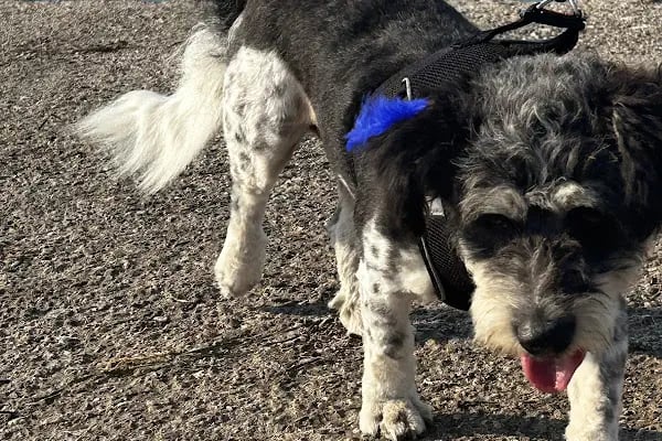 Petlife Veteriner Kliniği - Resim 4
