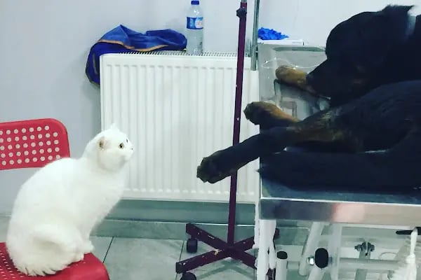 Petlife Veteriner Kliniği - Resim 7