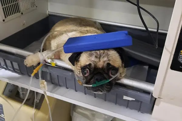 Petlife Veteriner Kliniği - Resim 15