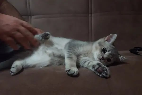 Petlife Veteriner Kliniği - Resim 3