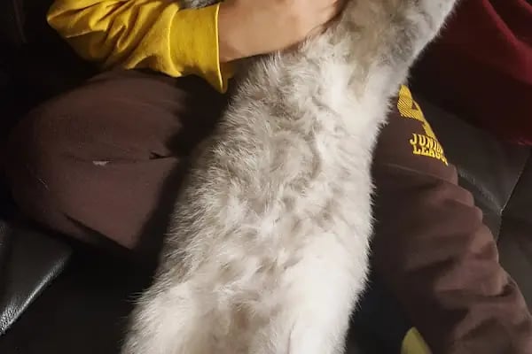 Petlife Veteriner Kliniği - Resim 14