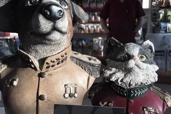Petlife Veteriner Kliniği - Resim 10