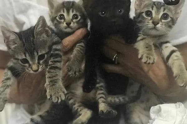 Monşer Veteriner Kliniği - Resim 9