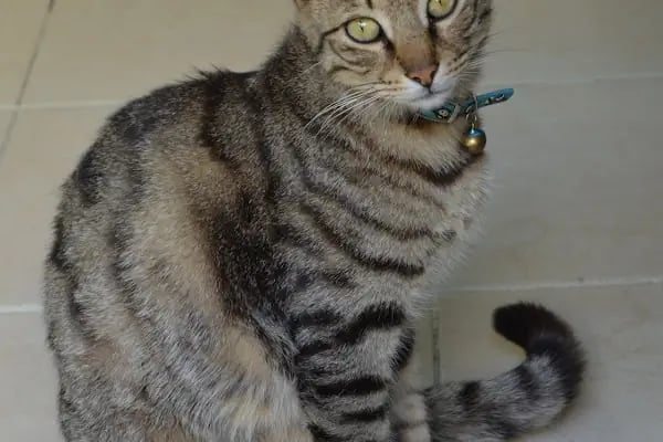 Monşer Veteriner Kliniği - Resim 18