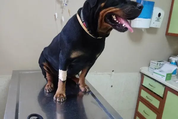 Monşer Veteriner Kliniği - Resim 20