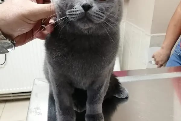 Monşer Veteriner Kliniği - Resim 2