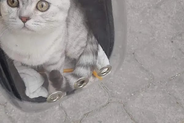 Monşer Veteriner Kliniği - Resim 8