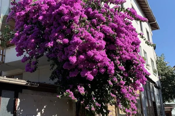 Büyükada Maden Mahallesi Muhtarlığı - Resim 15