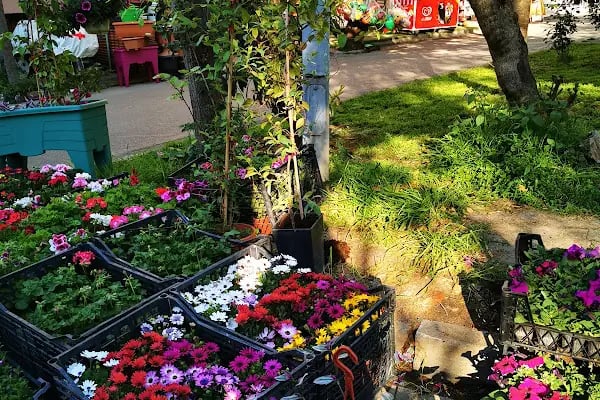 Büyükada Maden Mahallesi Muhtarlığı - Resim 19