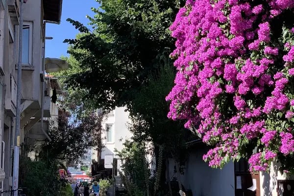 Büyükada Maden Mahallesi Muhtarlığı - Resim 7