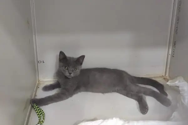 Doğa Veteriner Kliniği - Resim 13