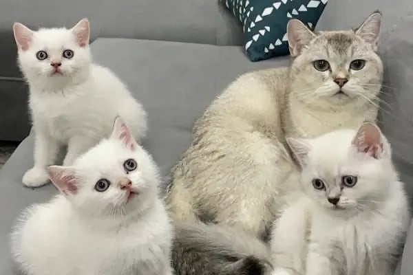 Doğa Veteriner Kliniği - Resim 10