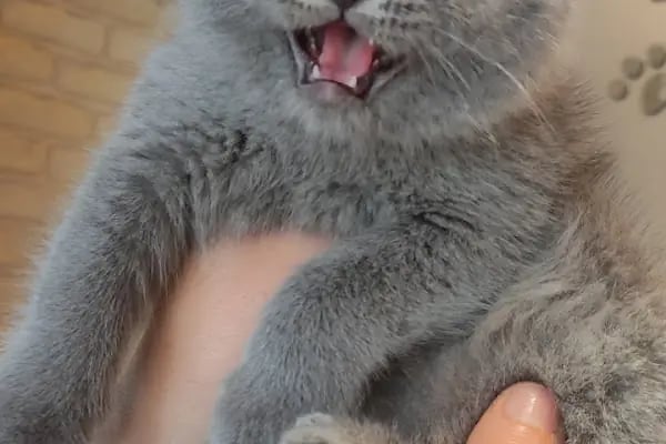 Doğa Veteriner Kliniği - Resim 19