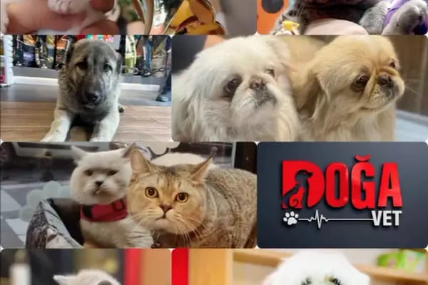 Doğa Veteriner Kliniği - Resim 5