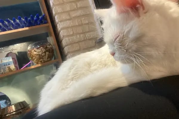 Doğa Veteriner Kliniği - Resim 15