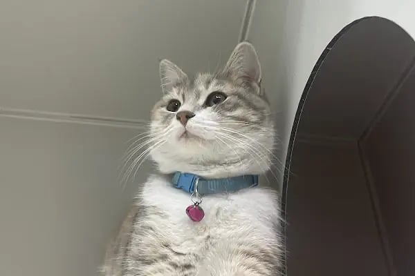 Doğa Veteriner Kliniği - Resim 7