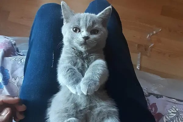 Doğa Veteriner Kliniği - Resim 4