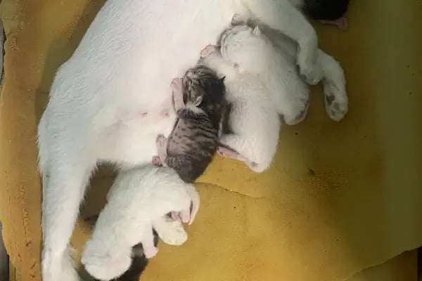 Doğa Veteriner Kliniği - Resim 18