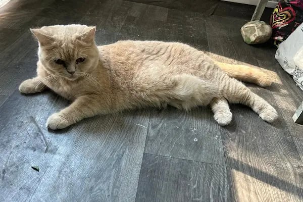 Doğa Veteriner Kliniği - Resim 2