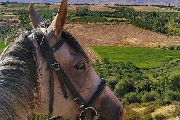 Gölgeyele Binicilik Spor Kulübü - Resim 3