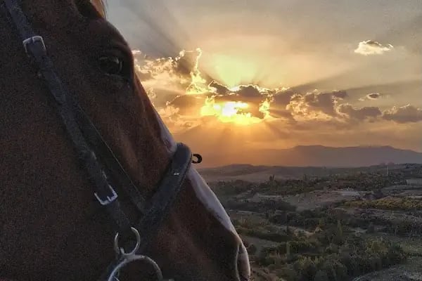 Gölgeyele Binicilik Spor Kulübü - Resim 19
