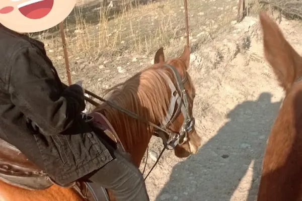Gölgeyele Binicilik Spor Kulübü - Resim 12
