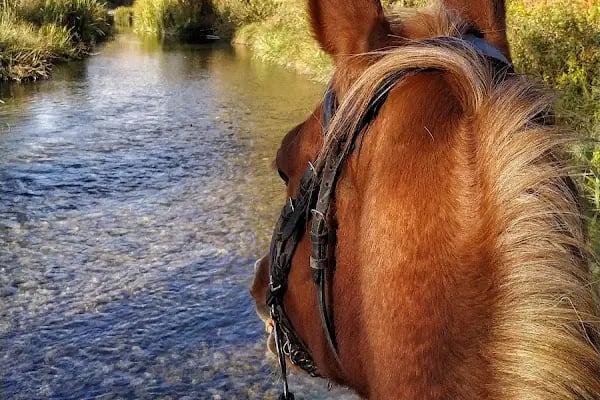 Gölgeyele Binicilik Spor Kulübü - Resim 5