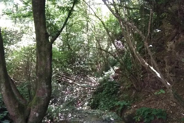 Sekbanlı Köyü Korusu - Resim 17