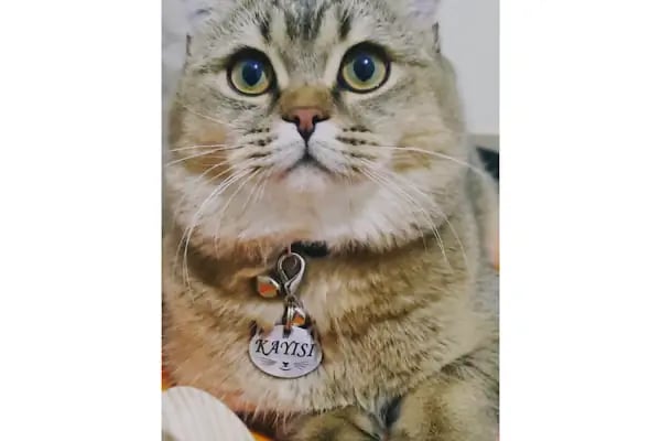 Güneşli Veteriner Polikliniği - Resim 9