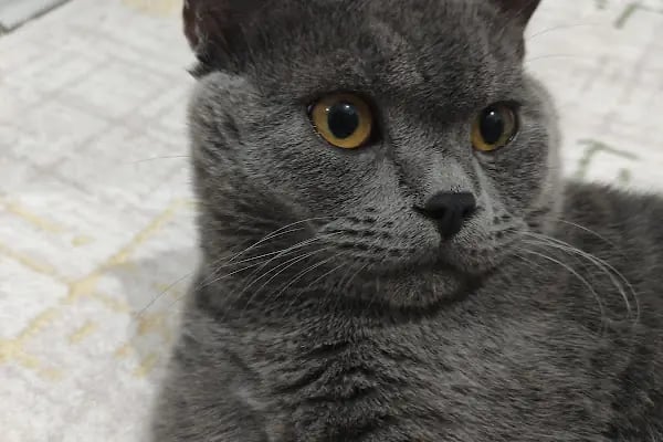 Güneşli Veteriner Polikliniği - Resim 16