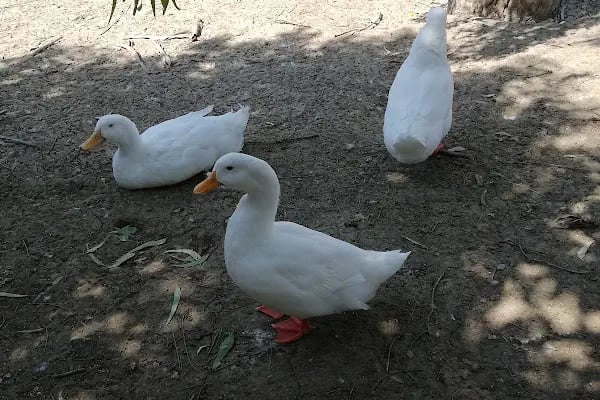 Kırçın Butik Pansiyon - Resim 10