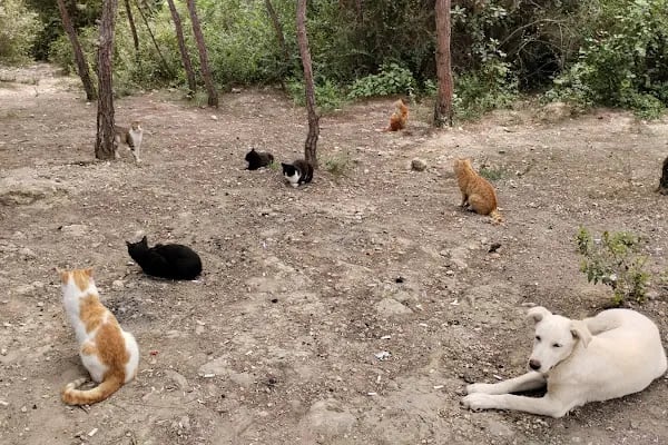 Kuyuluk Tabiat Parkı - Resim 14