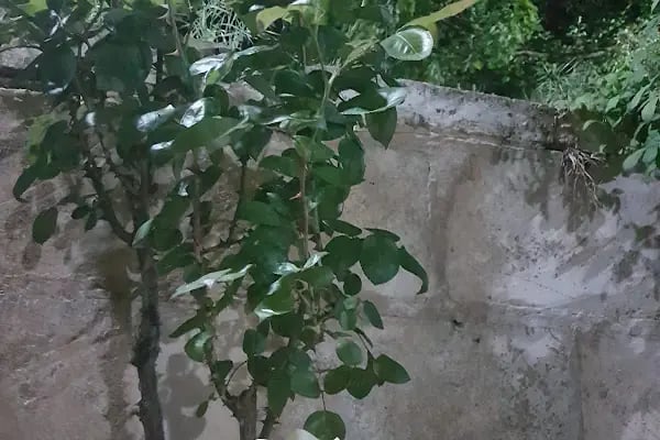 Büyükşehir Belediyesi Halfeti Incisu Sosyal Tesisleri - Resim 13