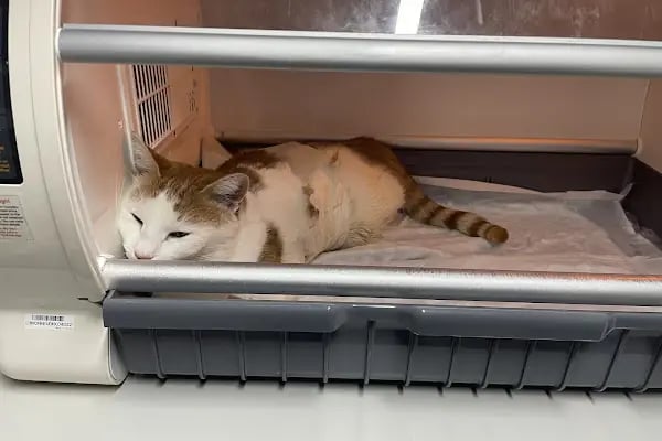 Ataşehir Metropol Veteriner Kliniği - Acil Nöbetçi Veteriner - Resim 6
