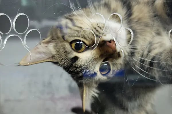 Ataşehir Metropol Veteriner Kliniği - Acil Nöbetçi Veteriner - Resim 15