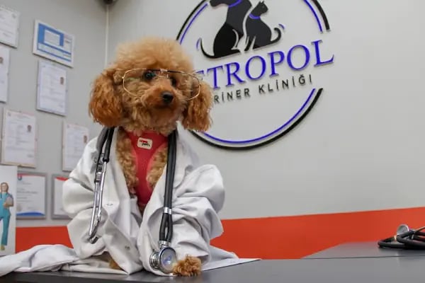 Ataşehir Metropol Veteriner Kliniği - Acil Nöbetçi Veteriner - Resim 7