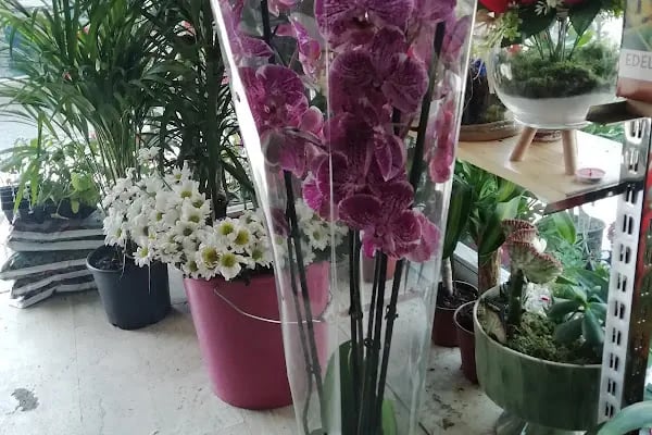 Can Çiçek Evi | Altıparmak Çiçekci, Çarşamba Çiçekci, Çiçek Siparişi - Resim 3