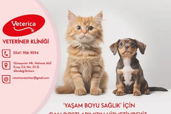 Veterica Güneşevler Veteriner Klinigi - Resim 17