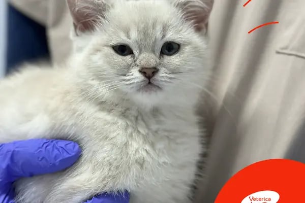 Veterica Güneşevler Veteriner Klinigi - Resim 15