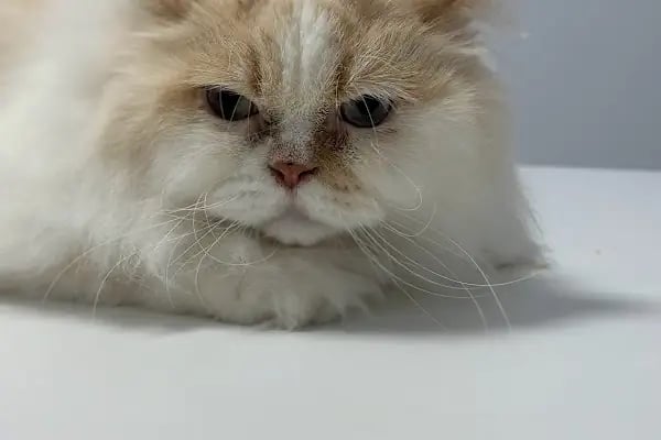 Veterica Güneşevler Veteriner Klinigi - Resim 3