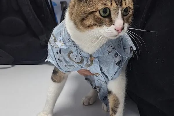 Veterica Güneşevler Veteriner Klinigi - Resim 11