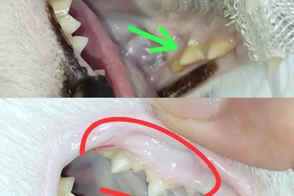 Veterica Güneşevler Veteriner Klinigi - Resim 14