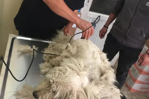 Elmalı Veteriner Kliniği - Resim 9