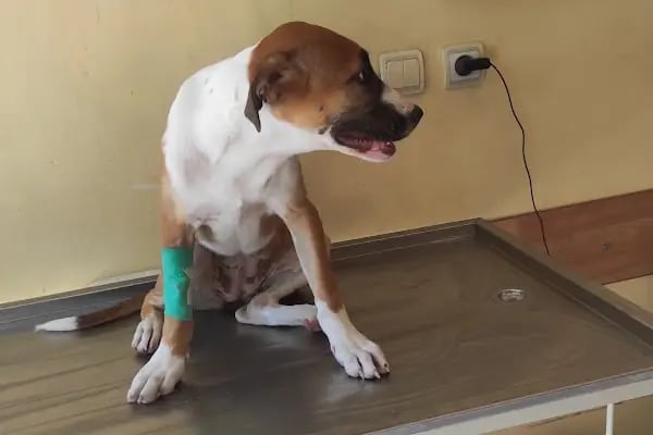 Yaşam Veteriner Kliniği - Resim 3