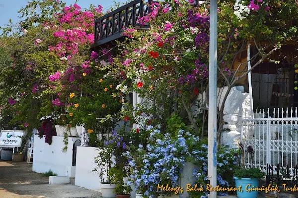 Melengeç Balık Restaurant - Resim 13