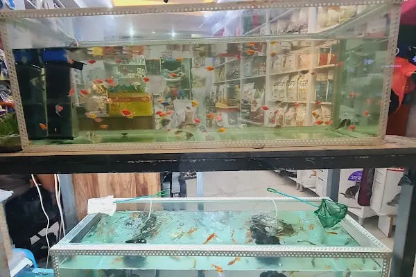 Gürsu Petshop - Resim 3